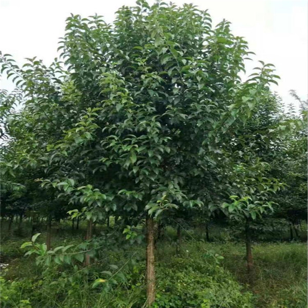 大葉冬青圖片 大葉冬青圖片