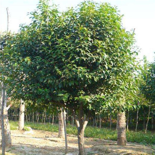 大葉冬青圖片 大葉冬青圖片