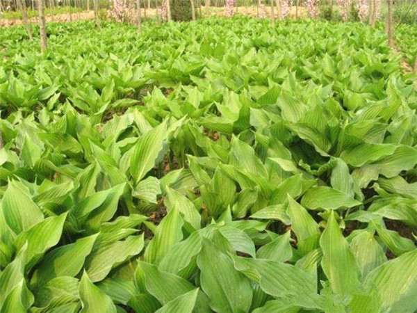 花葉玉簪圖片 花葉玉簪圖片