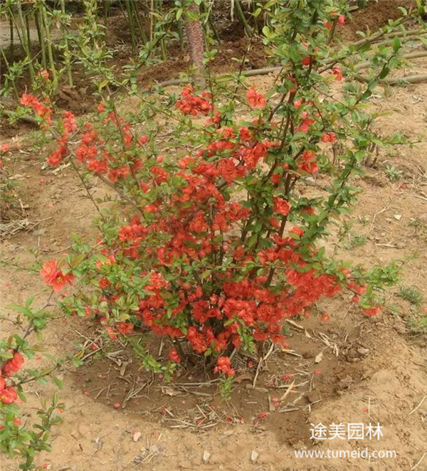 海棠圖片 海棠圖片