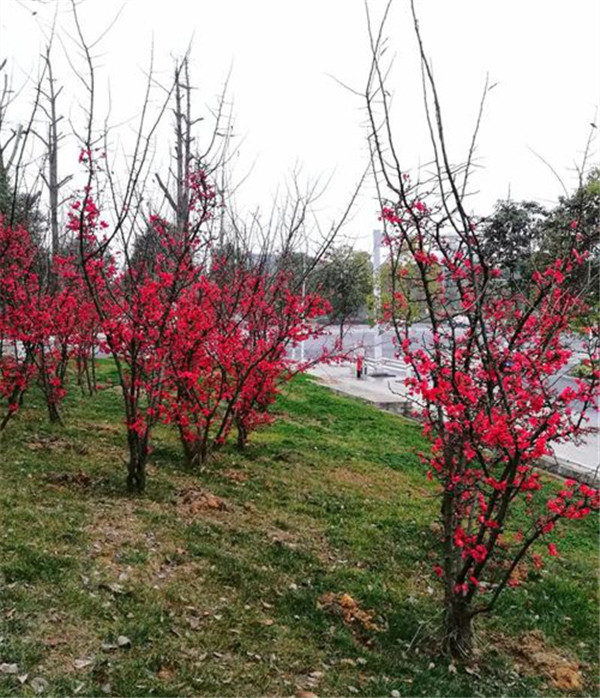 海棠圖片 海棠圖片