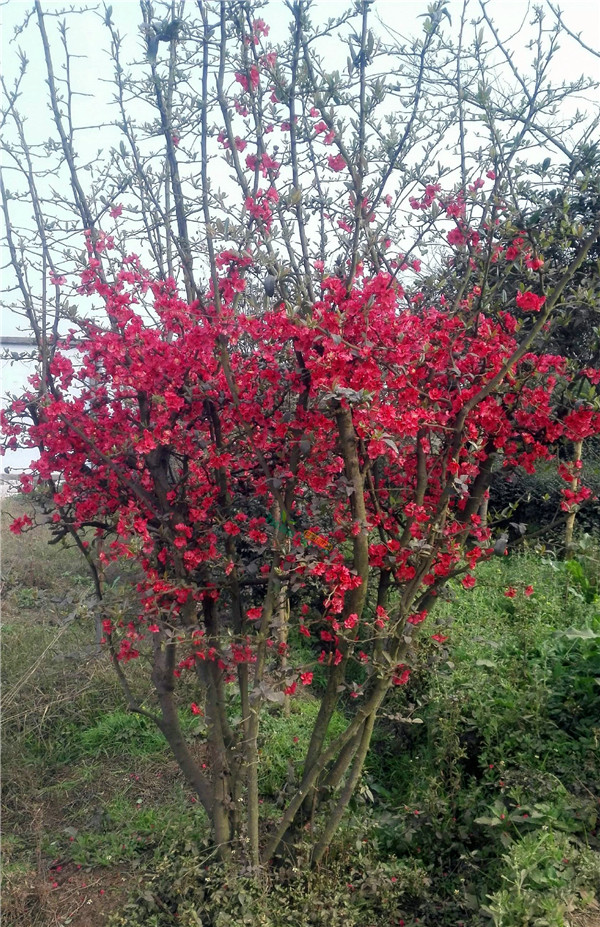 海棠圖片 海棠圖片