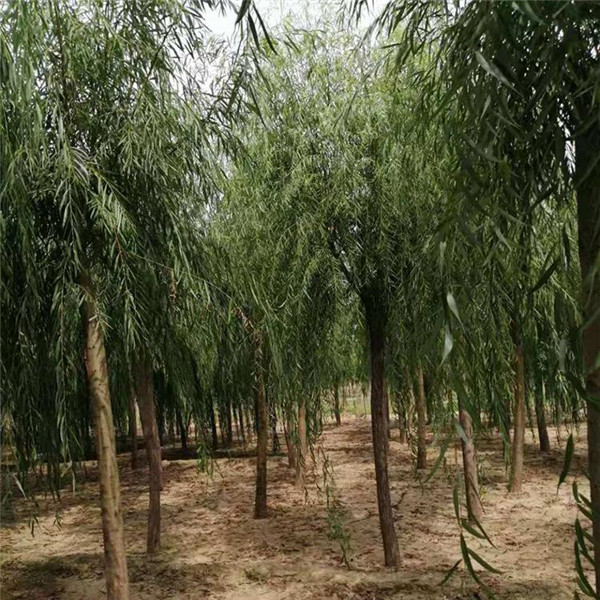 金絲柳圖片 金絲柳圖片