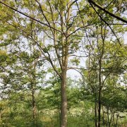 烏桕圖片 烏桕圖片