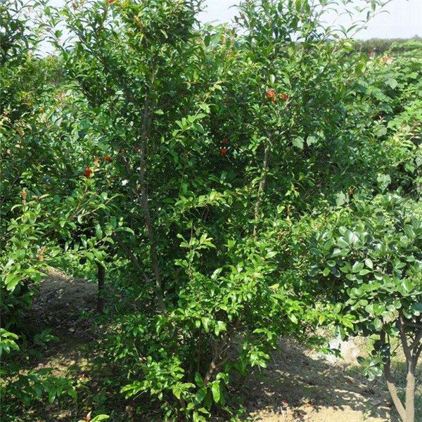 石榴圖片 石榴圖片