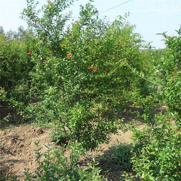 石榴圖片 石榴圖片