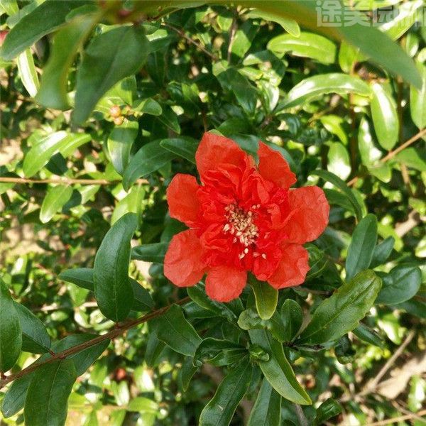 石榴圖片 石榴圖片