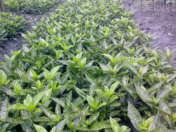 灑金珊瑚 灑金珊瑚