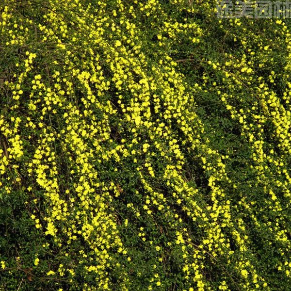 迎春花 迎春花