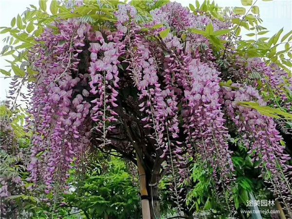 紫藤樹 紫藤樹
