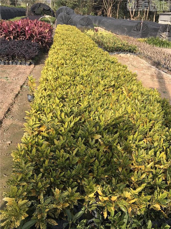 灑金珊瑚 灑金珊瑚