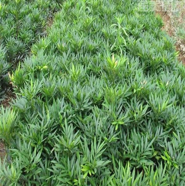 十大功勞 十大功勞