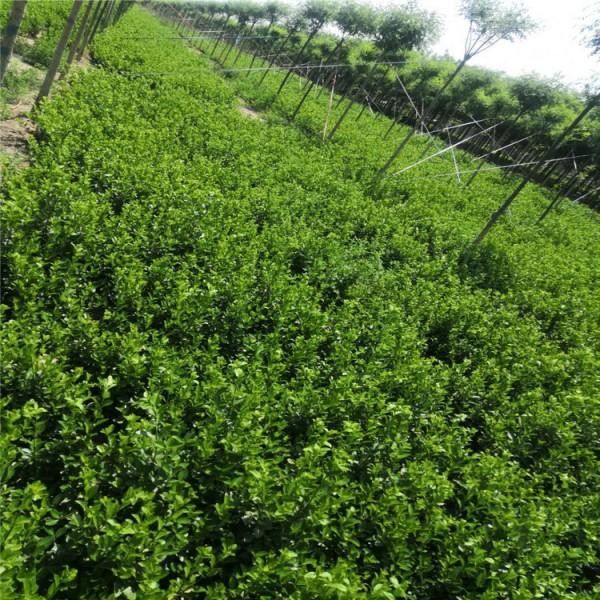 衛(wèi)矛盆景 衛(wèi)矛盆景