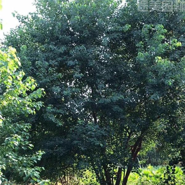 烏桕樹 烏桕樹