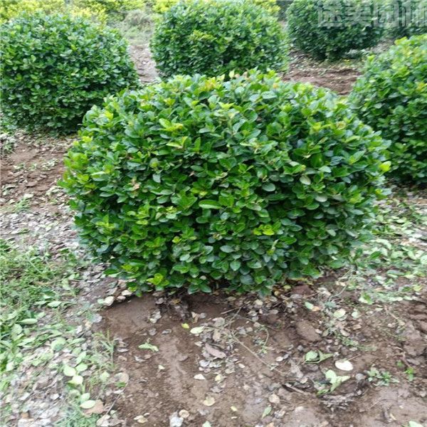 衛(wèi)矛球 衛(wèi)矛球