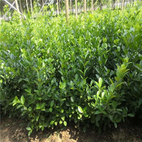 衛(wèi)矛球 衛(wèi)矛球