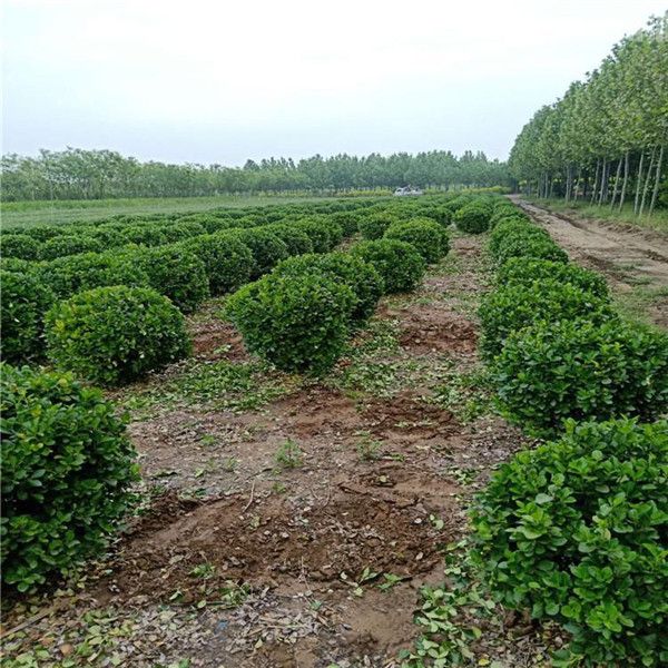 衛(wèi)矛球 衛(wèi)矛球