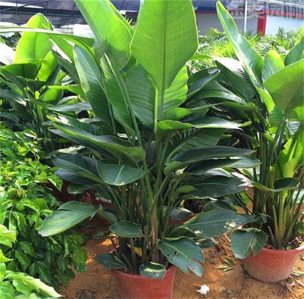 天堂鳥(niǎo) 天堂鳥(niǎo)