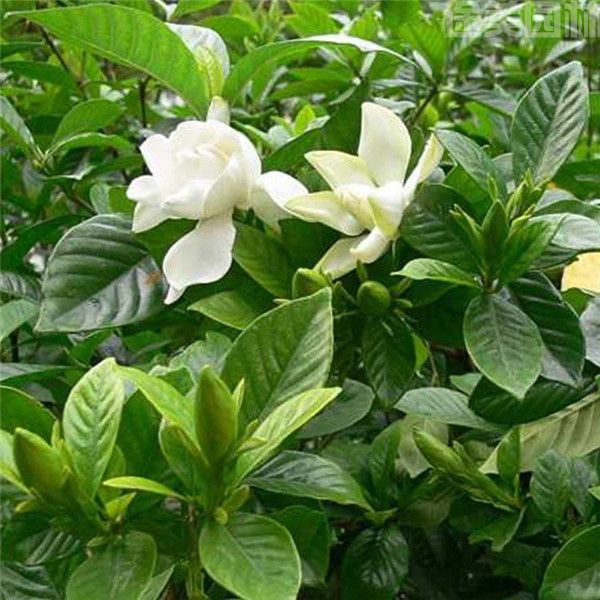 獨桿梔子花 獨桿梔子花