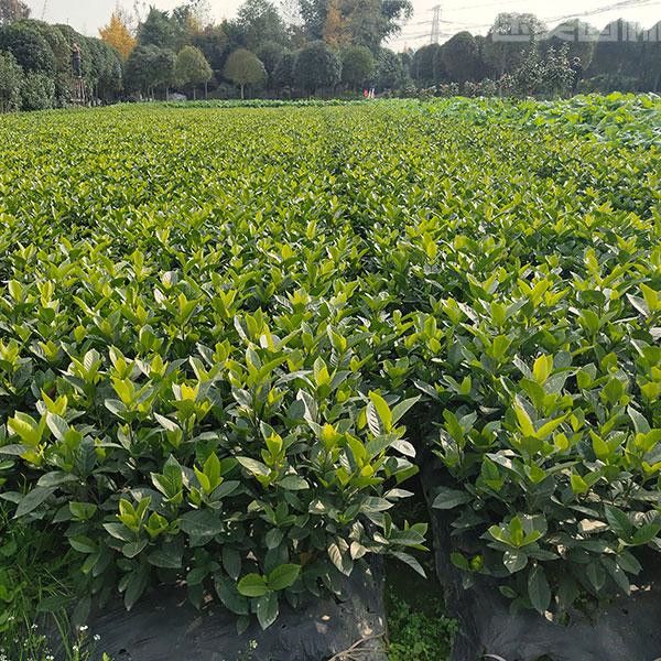 盆栽梔子花 盆栽梔子花