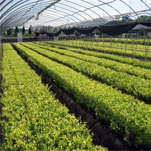 金葉女貞 金葉女貞