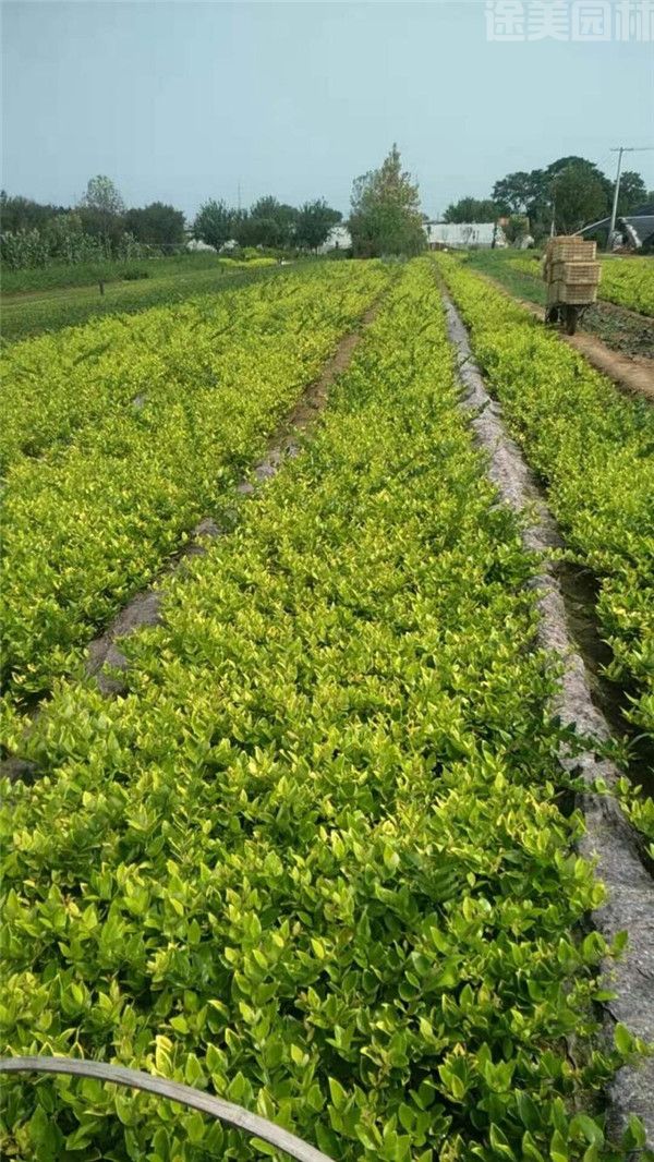 金葉女貞 金葉女貞