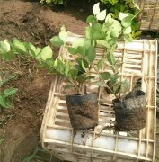 金森女貞 金森女貞