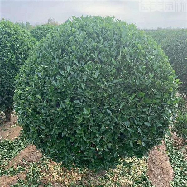 黃楊圖片 黃楊圖片