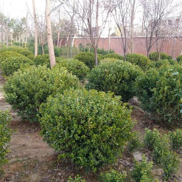 黃楊圖片 黃楊圖片