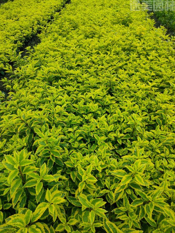 連翹圖片 連翹圖片