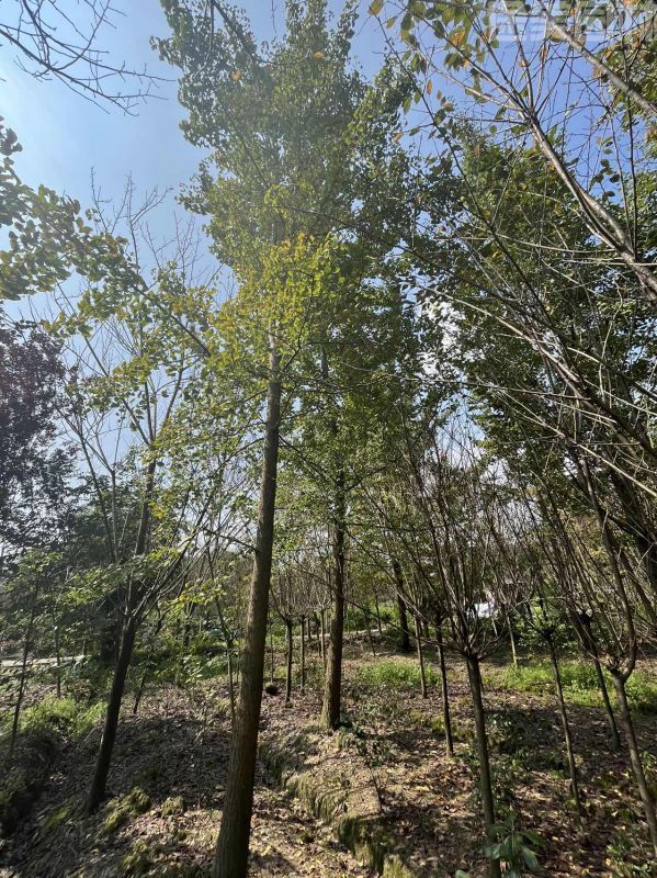 銀杏樹(shù)圖片