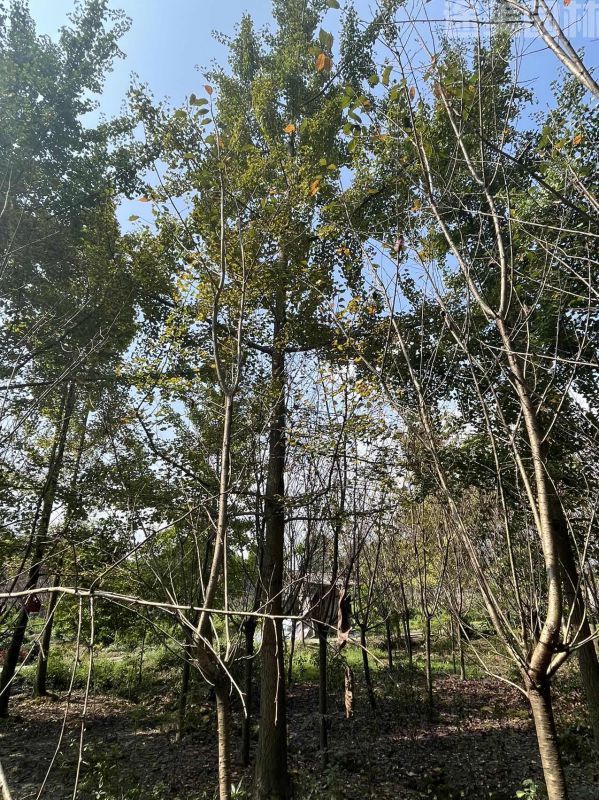 銀杏樹(shù)圖片