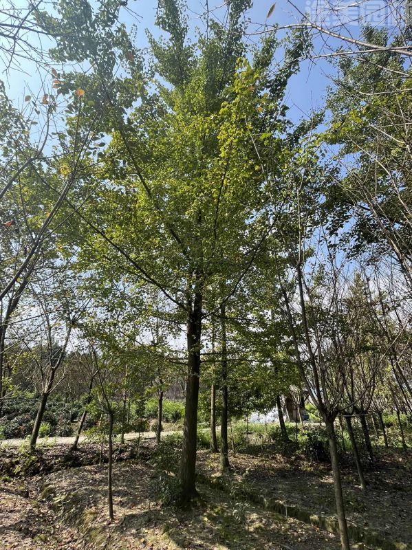 銀杏樹(shù)圖片