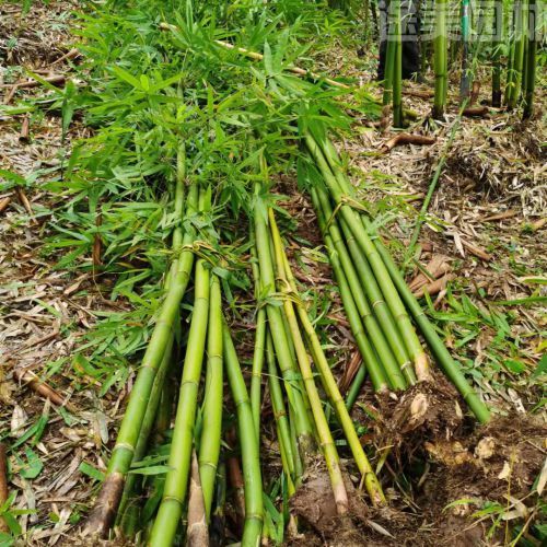 毛竹圖片 毛竹圖片