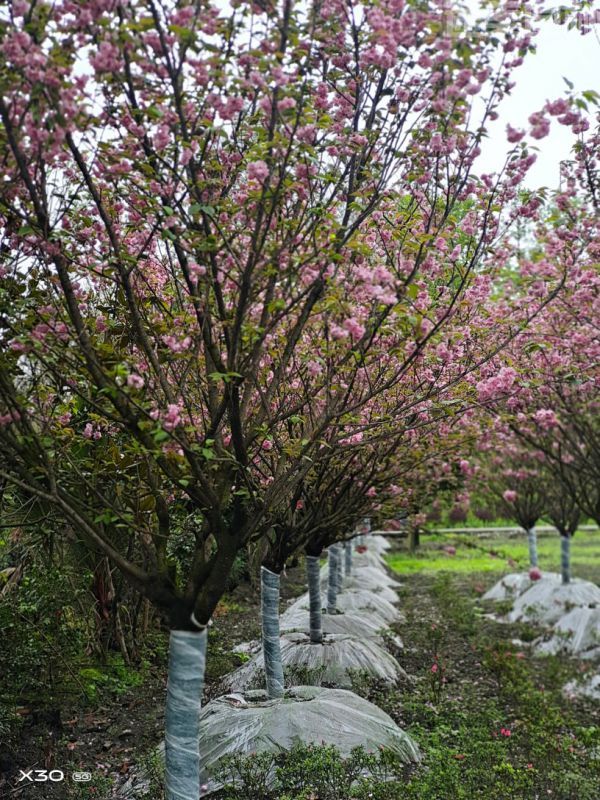 櫻花圖片 櫻花圖片