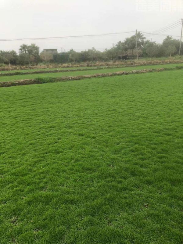 綠化草坪該如何進(jìn)行養(yǎng)護(hù)管理? 綠化草坪該如何進(jìn)行養(yǎng)護(hù)管理?