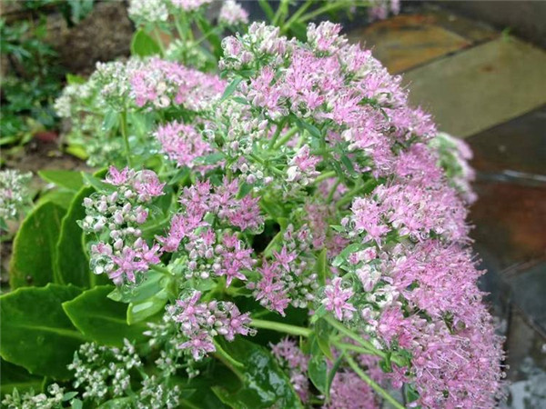 八寶景天 八寶景天