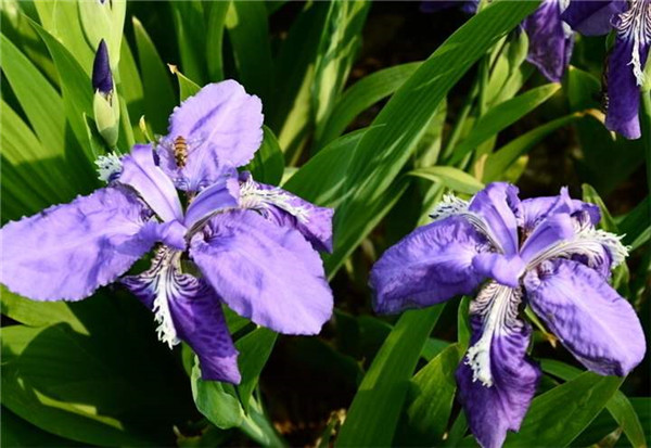 德國鳶尾 德國鳶尾
