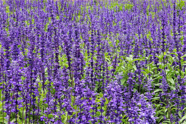 蘭花鼠尾草 蘭花鼠尾草