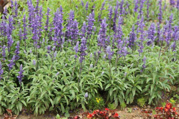 10月時令草花有哪些?