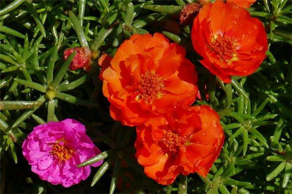 太陽花圖片(又名大花馬齒莧)