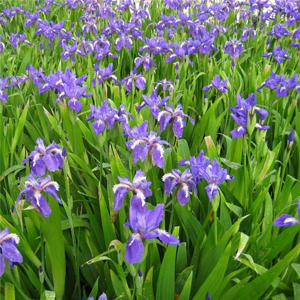 鳶尾基地實拍鳶尾圖片