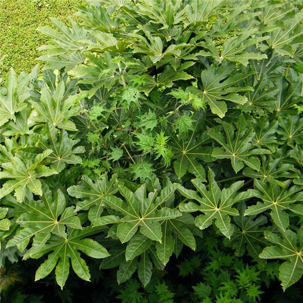 八角金盤 八角金盤