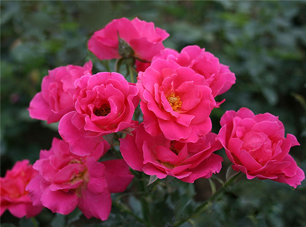 豐花月季 豐花月季