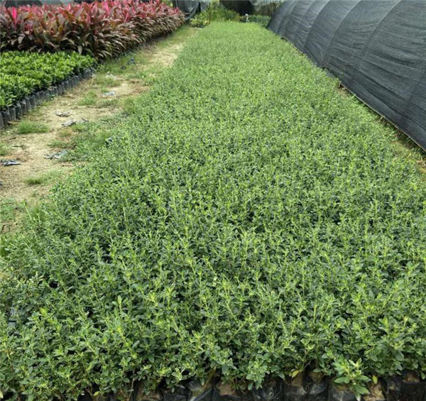 13-14公分刺柏價格是什么樣的?