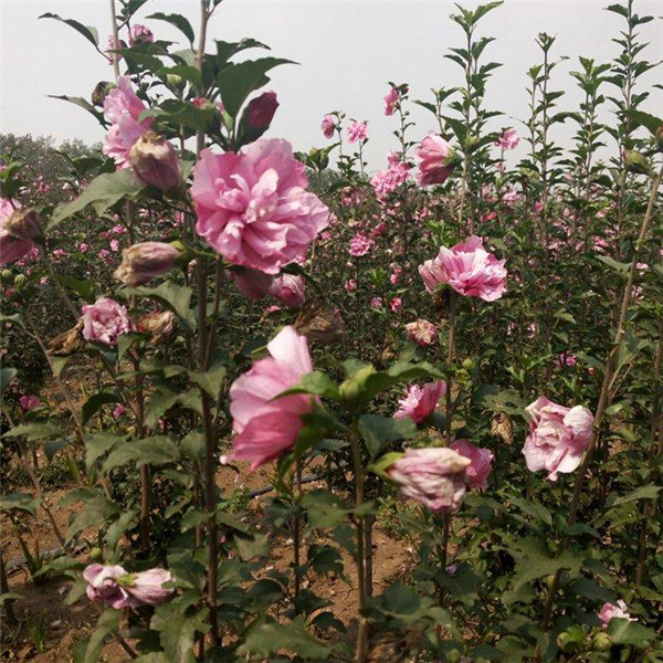 木槿基地實拍圖片