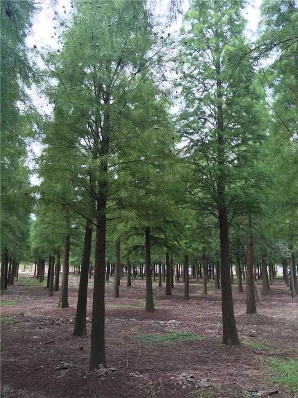 園林冬季養護工作有序開展