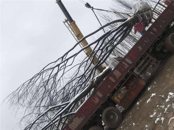 叢生樸樹綠化苗木到哪去買？