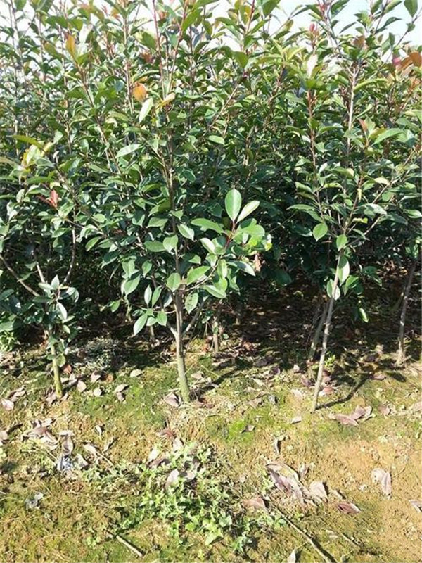 成都園林綠化建設居民滿意“回家路”