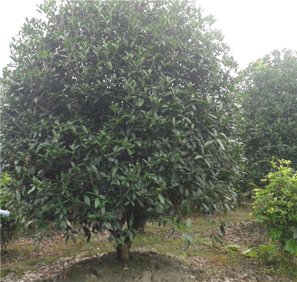 低分枝桂花樹圖片